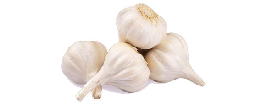 Garlic