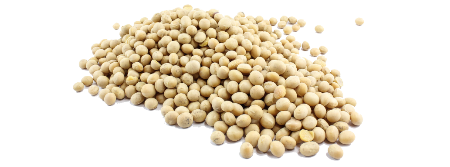 Soya Bean