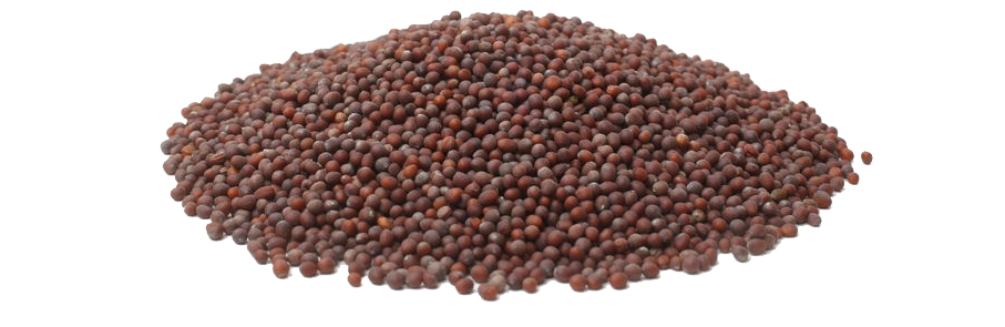 Mustard Seeds