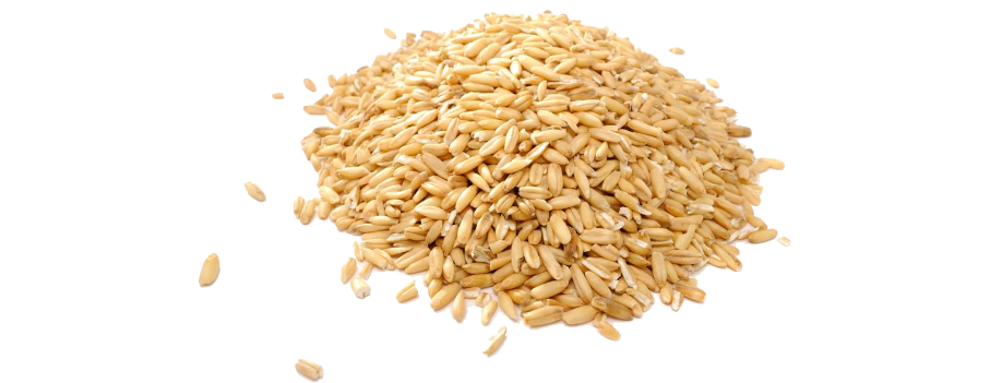 Wheat