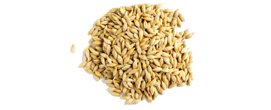 Barley