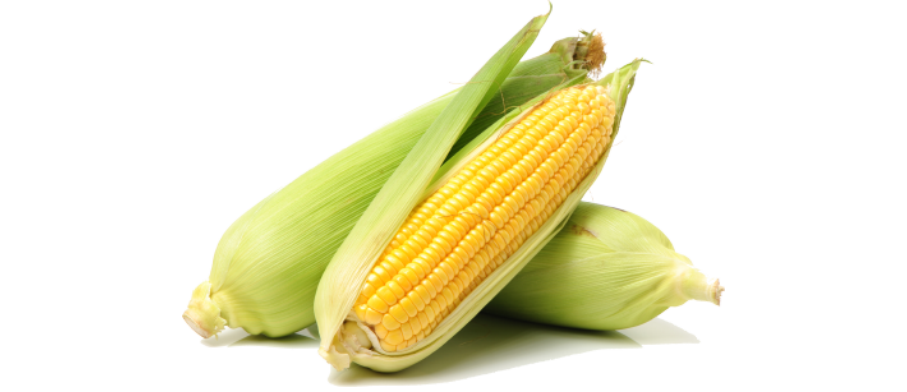 Maize